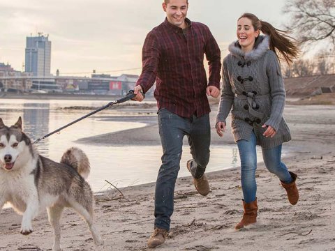 Tips om veilig je hond te vervoeren